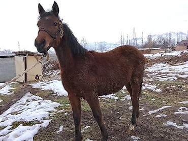 жылкы жаныбар: Сатам | Тай | Жумушка — 1