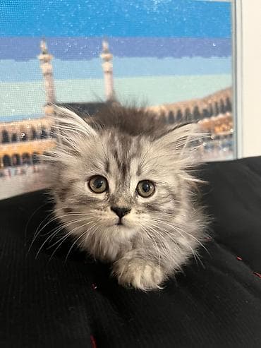 котята вислоухие бесплатно: Шотландские котята (скоттиш-фолд и скоттиш-страйт), окрас серебристый — 1