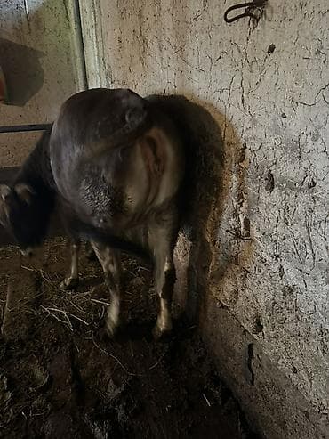 голова коровы: Продаю | Корова (самка) | Для разведения | Привязанные — 3