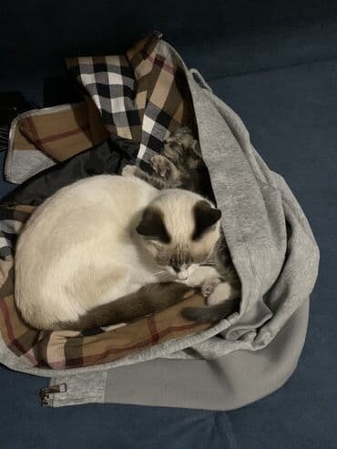 животные в добрые руки: 9 месяцев, Девочка — 7