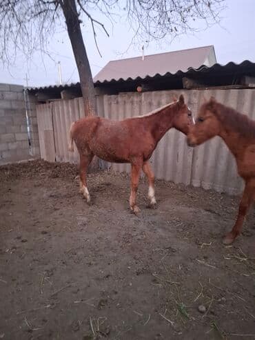 чон арыке: Продаю | Жеребенок | Для разведения | Племенные — 3