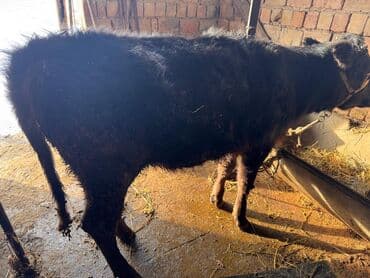 редкие экзотические животные: Продаю | Музоо, торпок | Бельгийская | На откорм, Для разведения — 3