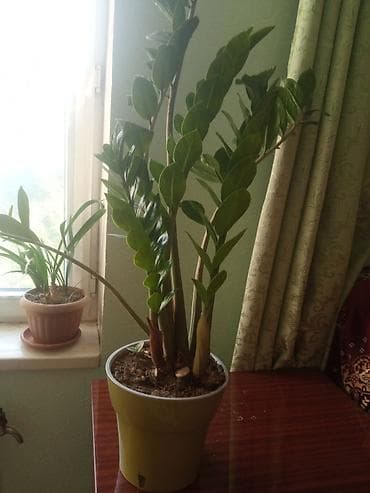 замиокулькас цена: Замиокулькас (долларовое дерево) + молодые суккуленты Haworthia - — 3