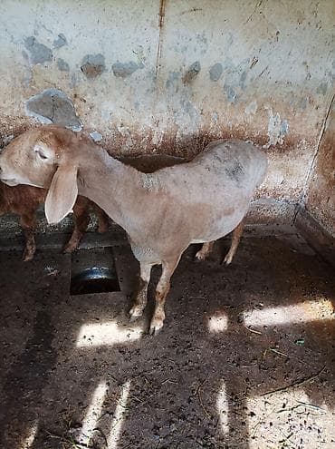 Продаю | Овца (самка) | Арашан