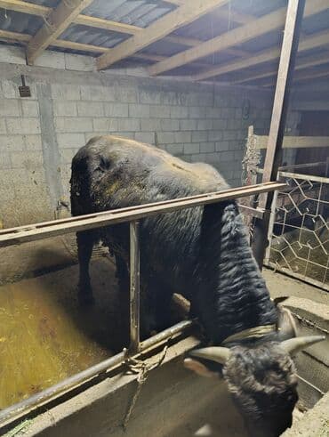 Собаки: Продаю | Бык (самец) | На откорм | Привязанные — 2