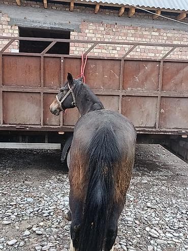 собака сосиска: Продаю | Кобыла (самка) | Рабочий | Мерин — 1