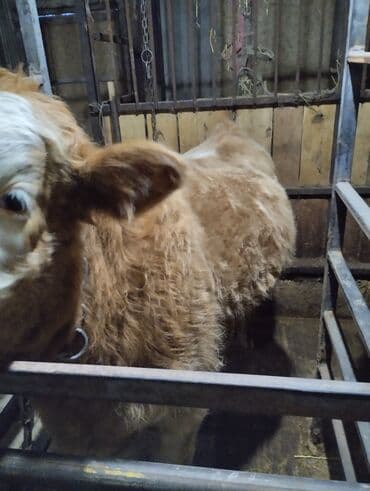 куплю домашнее животное: Продаю | Бык (самец) | Симментальская | На откорм | Искусственник — 3