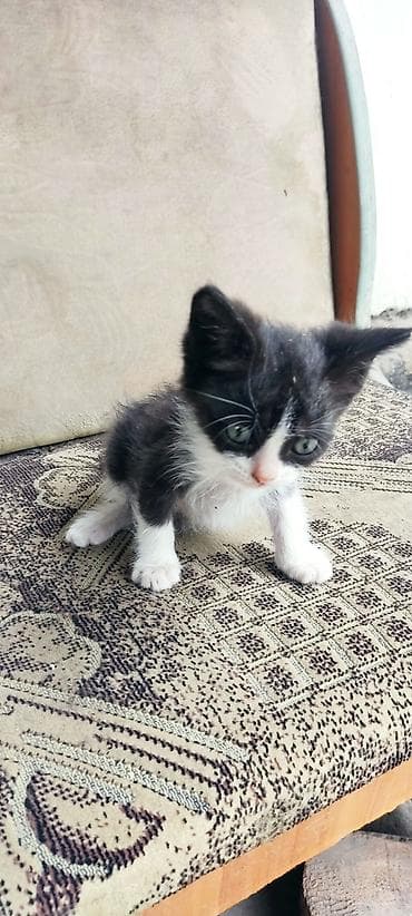 где можно купить котят: Кошка даром: Беспородная, 2 месяца, Девочка — 2