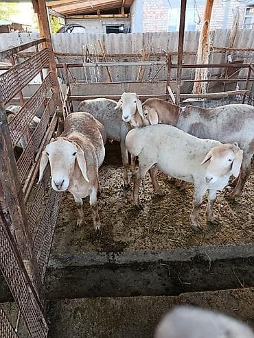 карликовый померанский шпиц цена: Продаю | Баран (самец) | Арашан | Для разведения | Ярка — 2