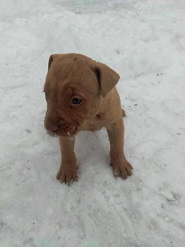 бычки 8 9 месяц: Питбуль, 1 месяц, Самка — 3