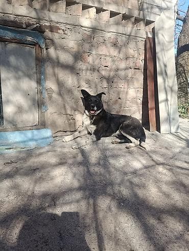 самый лучший сильный умный собака: Колли, 7 месяцев, Самец — 5