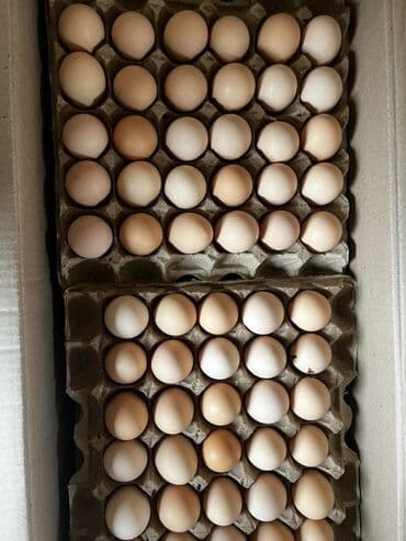 стол жалал абад: Яйцо куриное оптом — 3