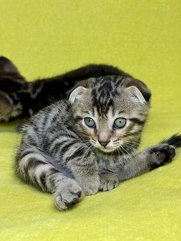 шатландские кошки: Шотландские вислоухие котята в полосатом окрасе табби - Порода — 3