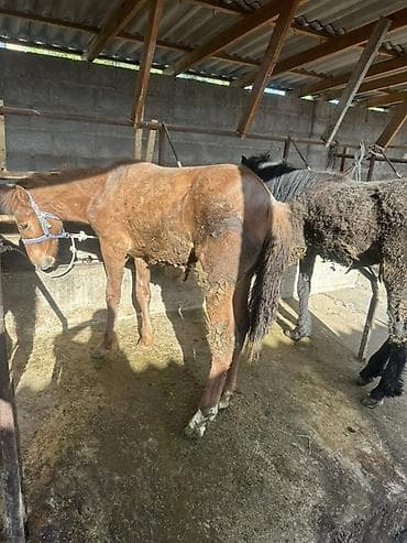 машинки для стрижки собак: Продаю | Жеребенок | Для разведения | Племенные — 3