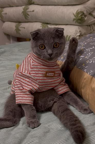 cat sofa: Скотиш Фолд (Шотландская вислоухая), 9 месяцев, Девочка — 4