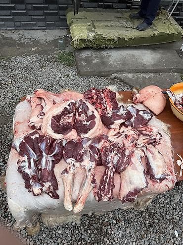 мангал на прокат: КАСАПЧЫ НА ВЫЕЗД 🔪Сойуу, жиликто, куйкало чучук жасоо, эт бышыруу — 2