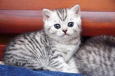 Продажа кошек: Скотиш Страйт (Шотландская прямоухая), 1 месяц, Мальчик, Приучена к лотку — 1