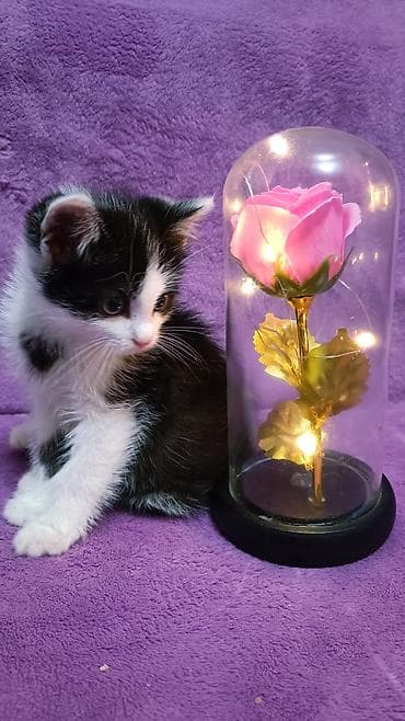 один мальчик и два котёнка: БЕСПЛАТНО! Котята 1,5 месяца, черно-белые мальчики и девочка пантера — 7