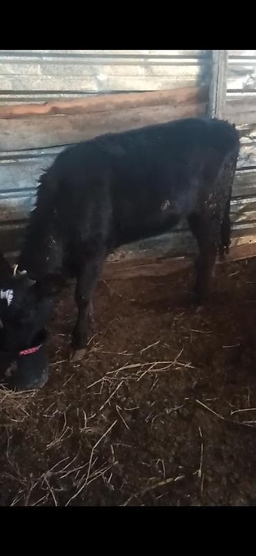 телка торпок: Продаю | Бык (самец) | На откорм — 1