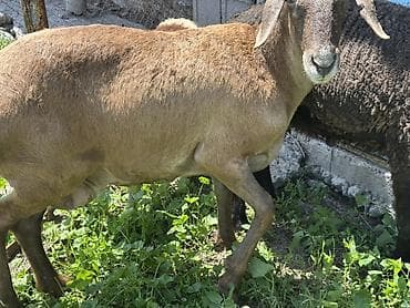 в связи с переездом отдам попугая жако в добрые руки: Продаю | Баран (самец) | Для разведения | Племенные — 4