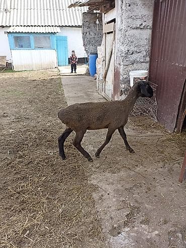 А/ч жаныбарларын сатам: Сатам | Ургаачы кой (ургаачы) | Көбөйтүү үчүн | Токту — 4
