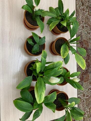 продам рассаду помидор: Денежное дерево 1000 еще выросло и женское счастье тоже выросли и еще — 2