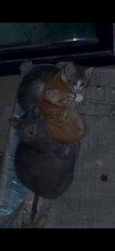 котята г ош: 🆘 Срочно ищем дом котятам 🐾 Во дворе, внутри подвала, кошка родила — 2