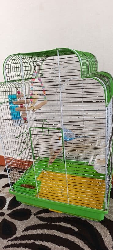 купить инкубационные яйца индюков биг 6: Вольер/клетка для мелких птиц (волнистые попугаи и т.п.) - Просторная — 1