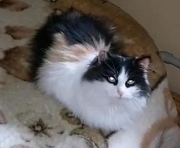 кошка мышык: Мышык бекер берилет: Орус көгүлтүр, Эркек — 8