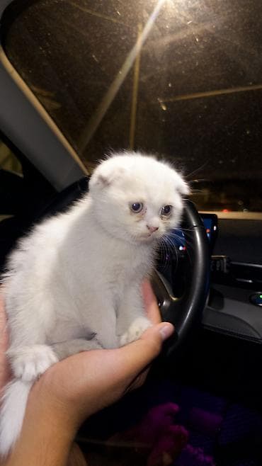 шатландские кошки: Шотландские вислоухие котята белого окраса - Порода: Scottish Fold — 3