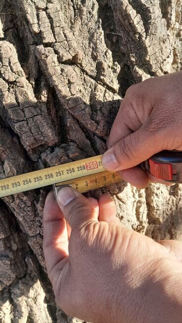 Жаңгак багы сатылат