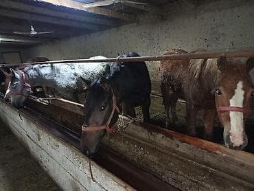 ахотник ит: Продаю | Жеребенок | Для разведения — 5