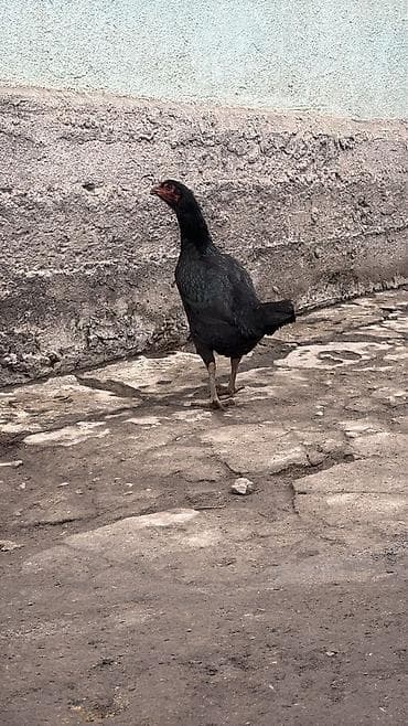 дакан шалпан: Дакан тооктор 2500 — 2