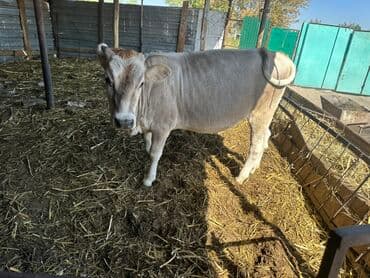 племенные коровы молочные купить: Продаю | Тёлка — 4
