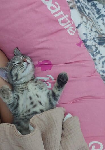 Рыбы: Кошка даром: Беспородная, 3 месяца, Мальчик, Приучена к лотку, Проглистована — 1