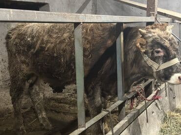 коровы молочной породы купить: Продаю | Бык (самец) | Для разведения | Привязанные — 8