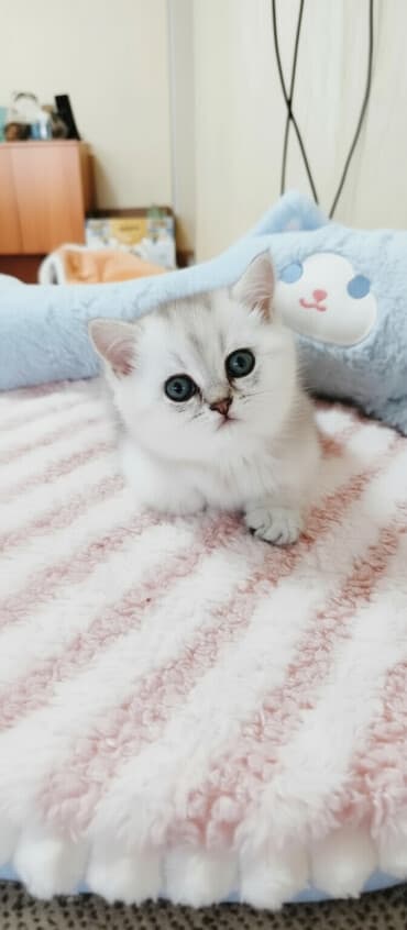 сиамский котенок: Скотиш Страйт (Шотландиялык тик кулактуу), 1 айлык, Эркек, Күмүш өңдүү шиншилла, Лотокко барууга үйрөтүлгөн, Курттардан тазаланган — 2