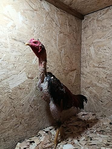 бенгальские кошки бишкек: Продаю | Куры — 3