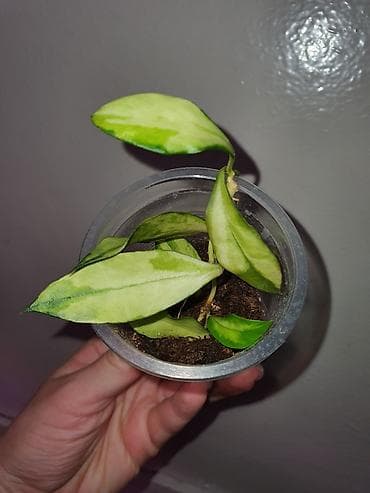 Комнатные растения: Хойи
Цены 200, 300, 400 сом — 10