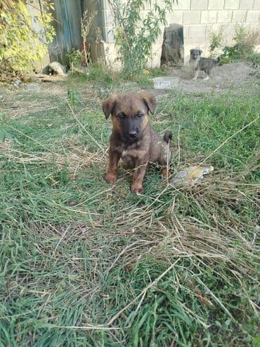питомники собак бишкек: Отдам щенков в хорошие руки Возраст на фото — малыши. Особенности: - — 3