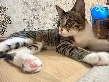 мышык кошка: Мышык бекер берилет: Породасыз, Эркек, Лотокко барууга үйрөтүлгөн — 1