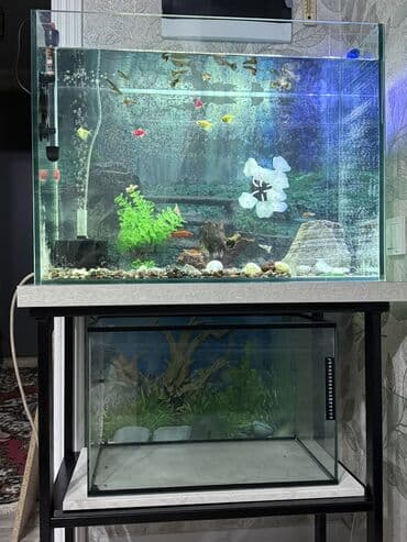 Услуги ветеринара: Аквариумный комплект для домашних рыб - Прямоугольный стеклянный — 7