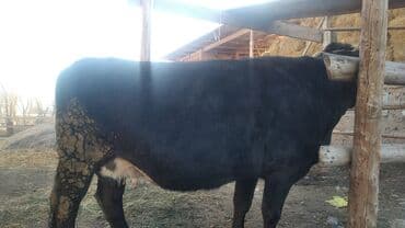 дойних коров: Продаю | Корова (самка) | Швицкая | Для молока | Стельные — 3