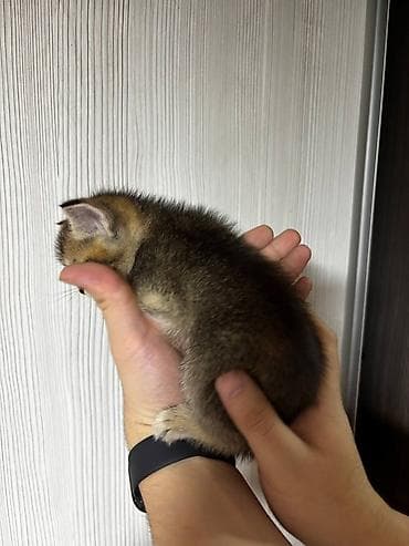 Вязка кошек: 🐾 Продаются очаровательные котята 🐾 Возраст — 1 месяц Малыши от — 3