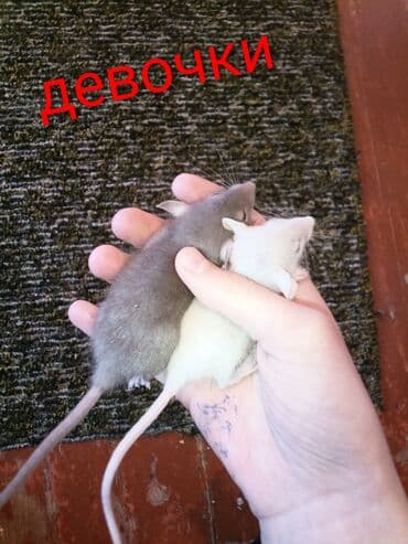 фландр кролик купить: Предлагаются к продаже маленькие крысята, разных окрасов, включая — 4
