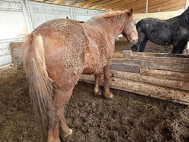 коный спорт: Продаю | Кобыла (самка), Конь (самец), Жеребенок | На забой, Рабочий — 2