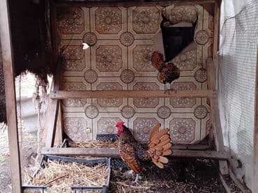 продам курей: Продаю | Инкубационные яйца — 2