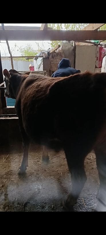 кара джигач: Продаю | Корова (самка) | Полукровка | Для молока — 3