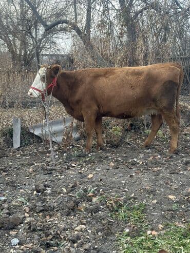 дойный коров: Продаю | Корова (самка), Тёлка, Музоо, торпок | Симментальская — 1