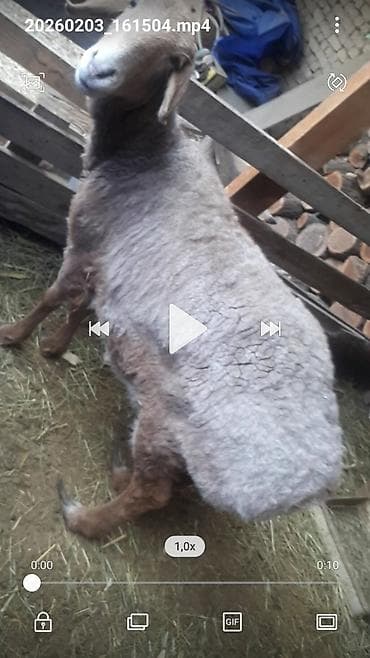 голубь цена: Продаю | Овца (самка) | Арашан | Для разведения — 3